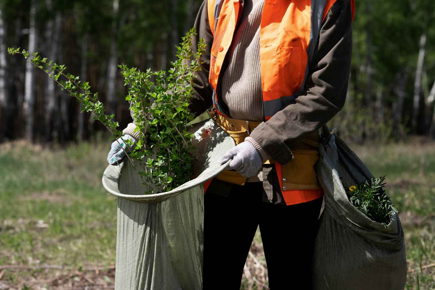 The Steps Involved in Our Tree Care Process in Caribou, ME